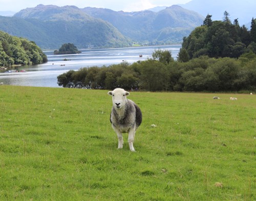 湖水地方の羊